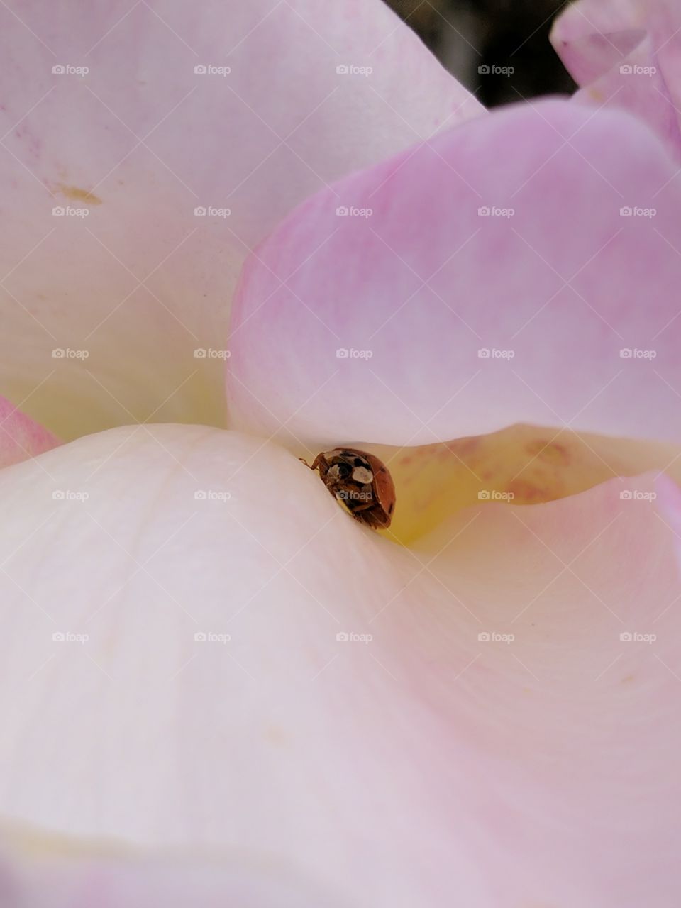 Ladybird hidden in a rose 