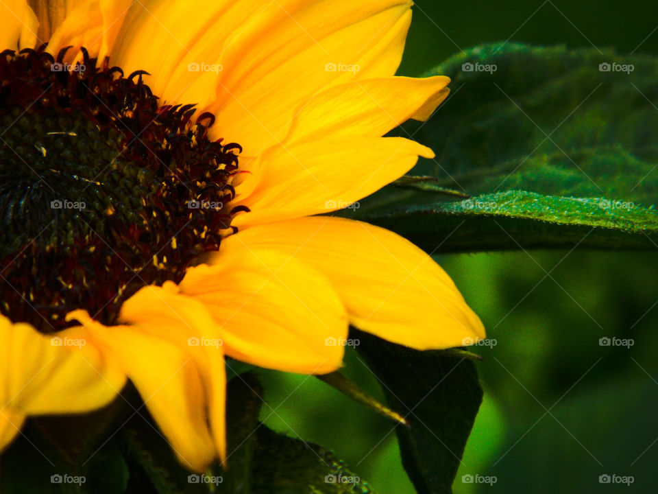 Sunflower 