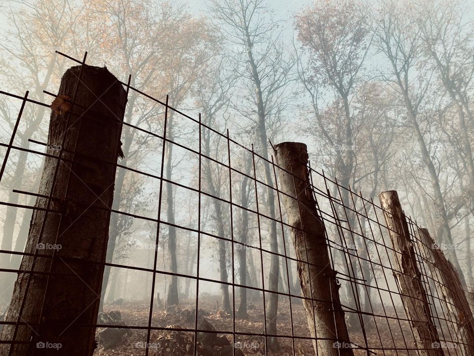a border net in a forest with a foggy morning atmosphere, seen against the light