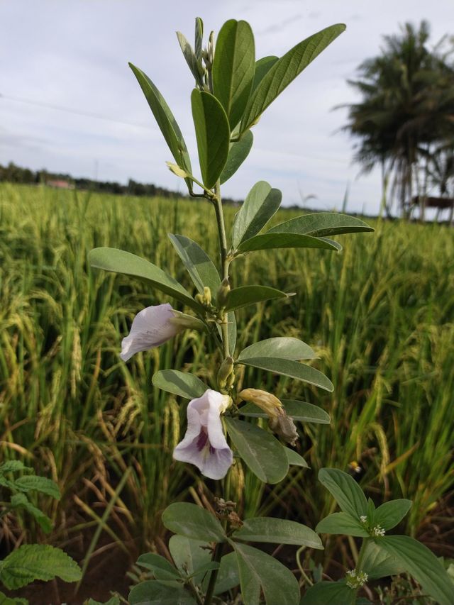 My flower. Padang Indonesia, West Sumatra, 11/07/2022