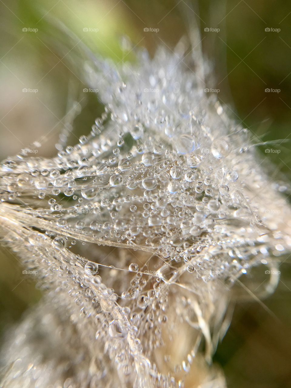 Dewdrops