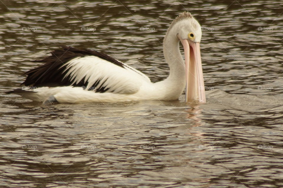Pelican fishing in the river