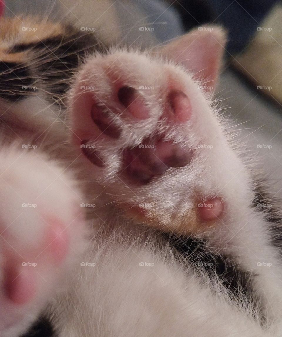 Molly's paw