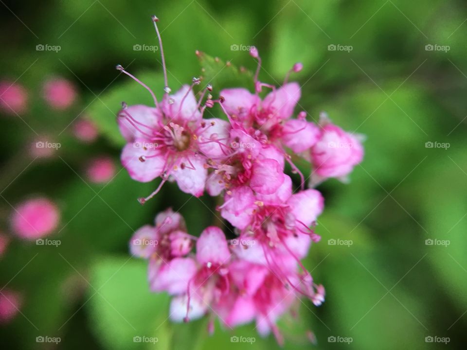 Tiny pink blossoms