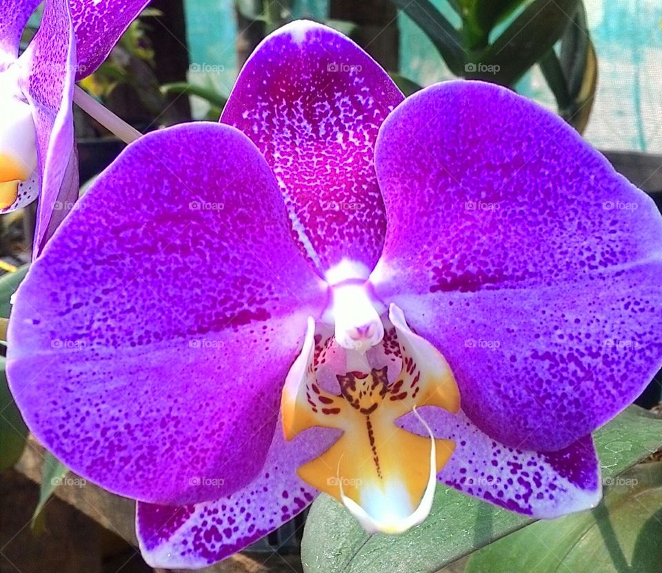 orchid fantasy