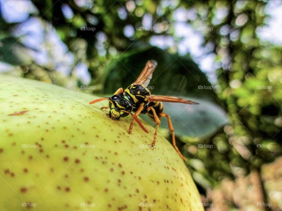 Wasp eating pear