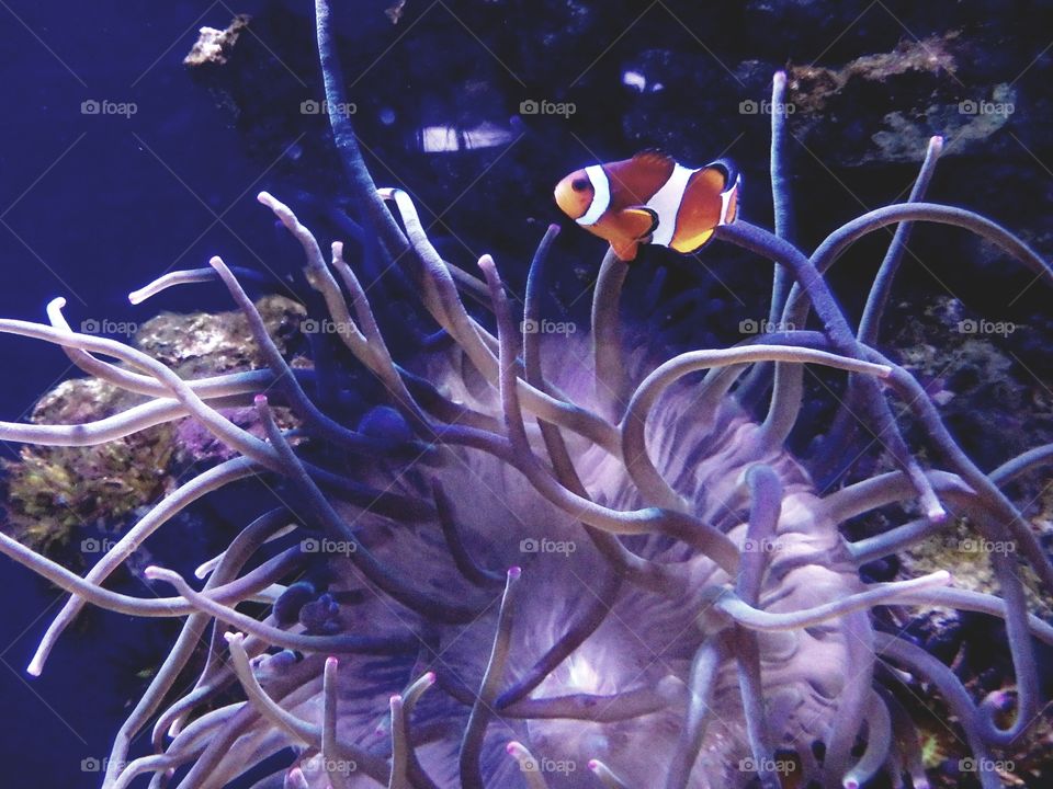 nemo