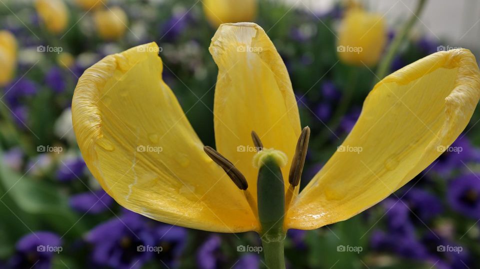 3 and 3 of a yellow flower