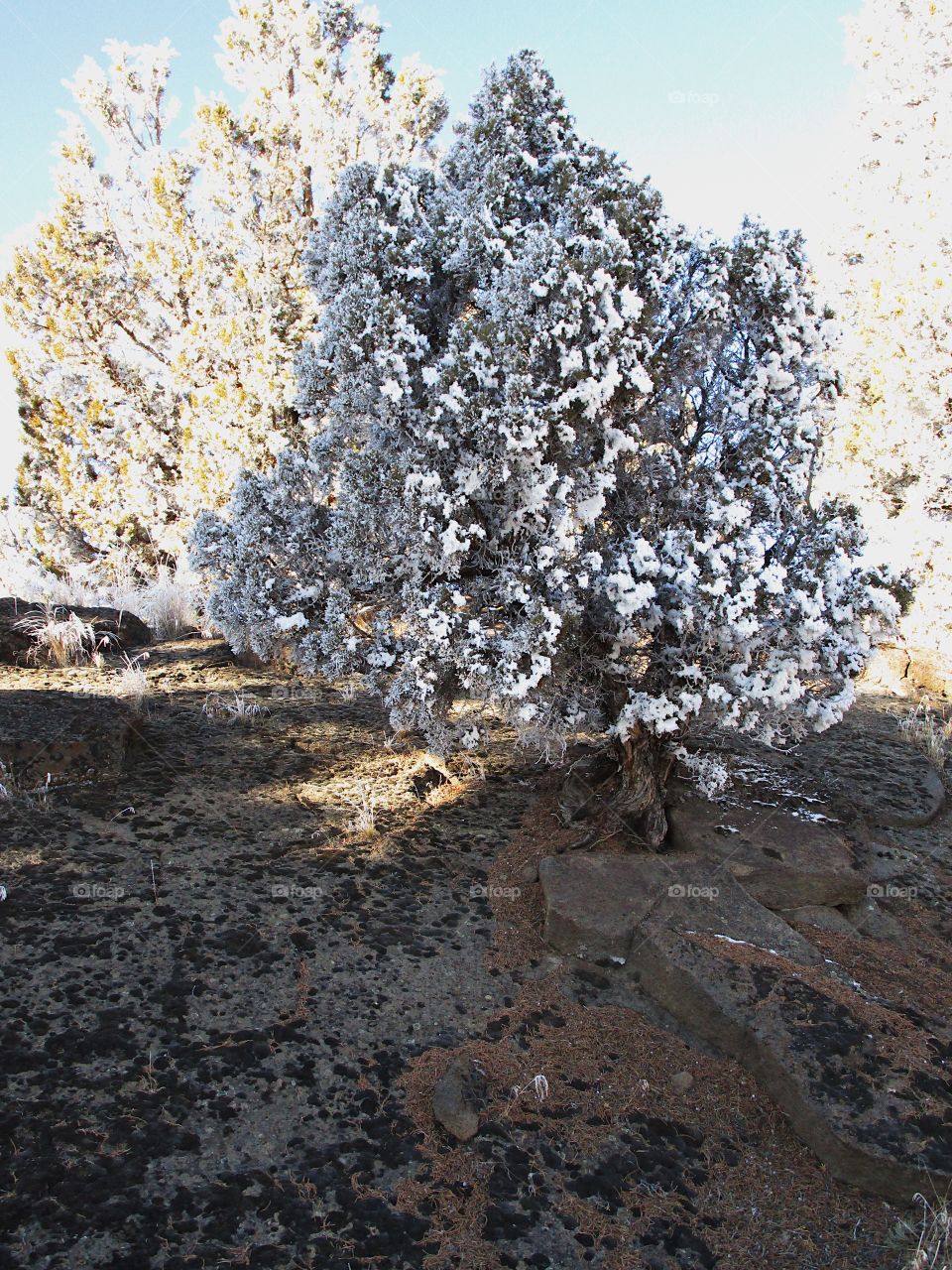 A magnificent frost covers juniper trees in Central Oregon on a beautiful sunny winter day. 