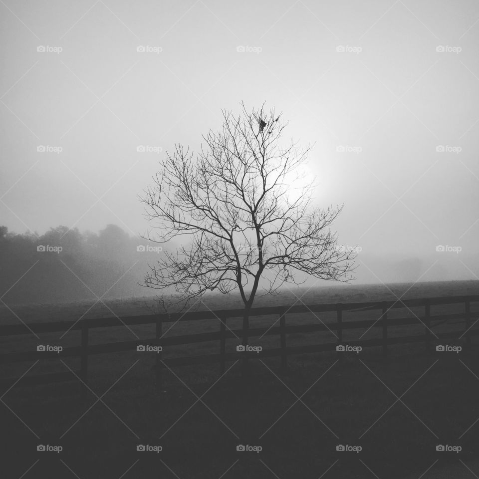 Fog, Landscape, Mist, Tree, Dawn