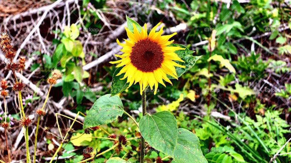 Sunflower