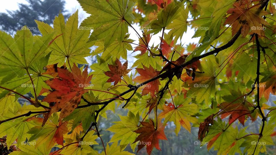 Autumn trees