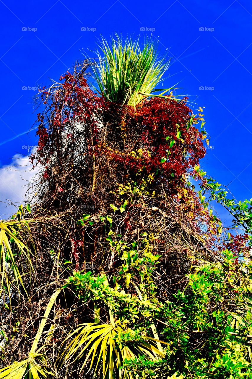Multicolored tree and vines 