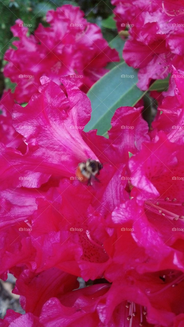 buzzing around