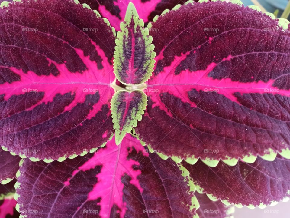 Brilliant Color with Rich Texture