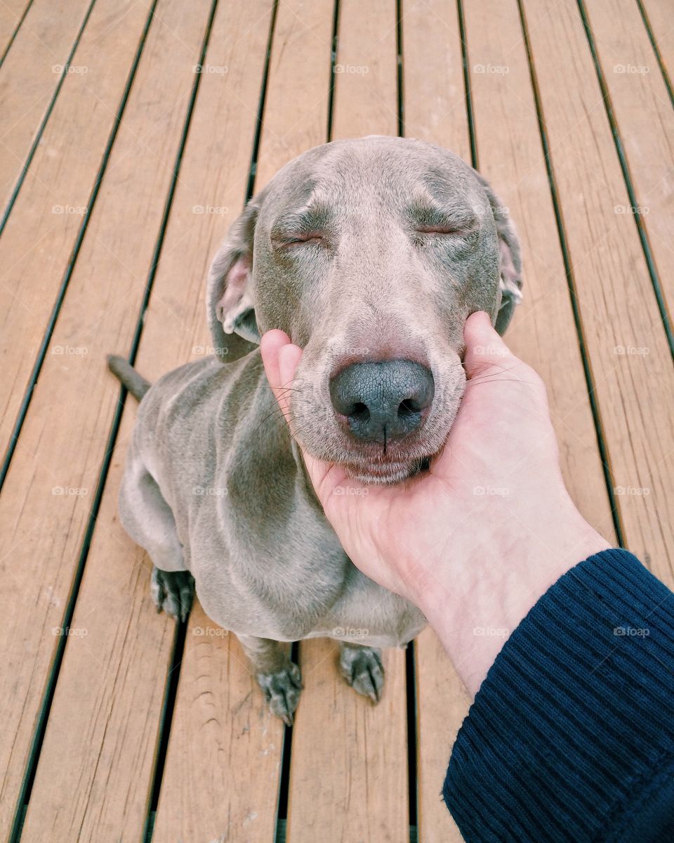 High angle view of dog