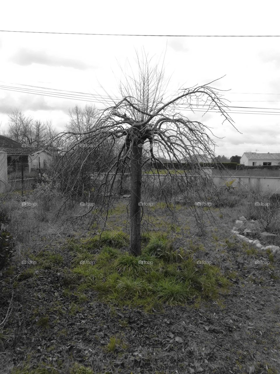 saule pleureur , danse macabre