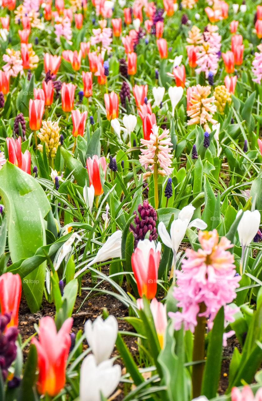 Spring Easter flower silence love colourful Hyazinthen tulips krokus 
