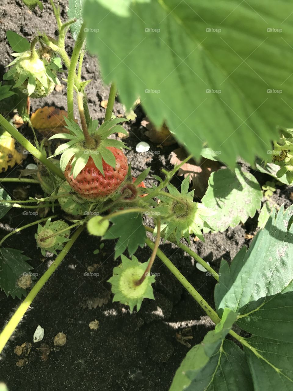 Strawberries in the garden