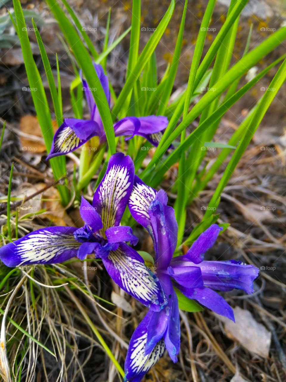 Весенняя красота. Природа просыпается, а вместе с ней и творчество.