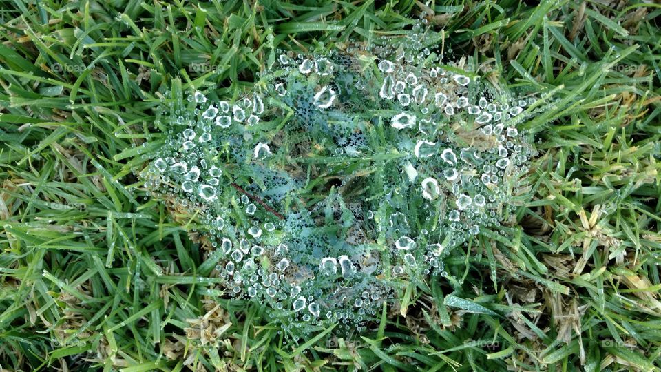 Dew on spider web 