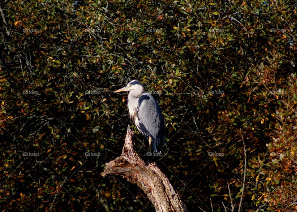 Animals, gray heron, bird, large, beak