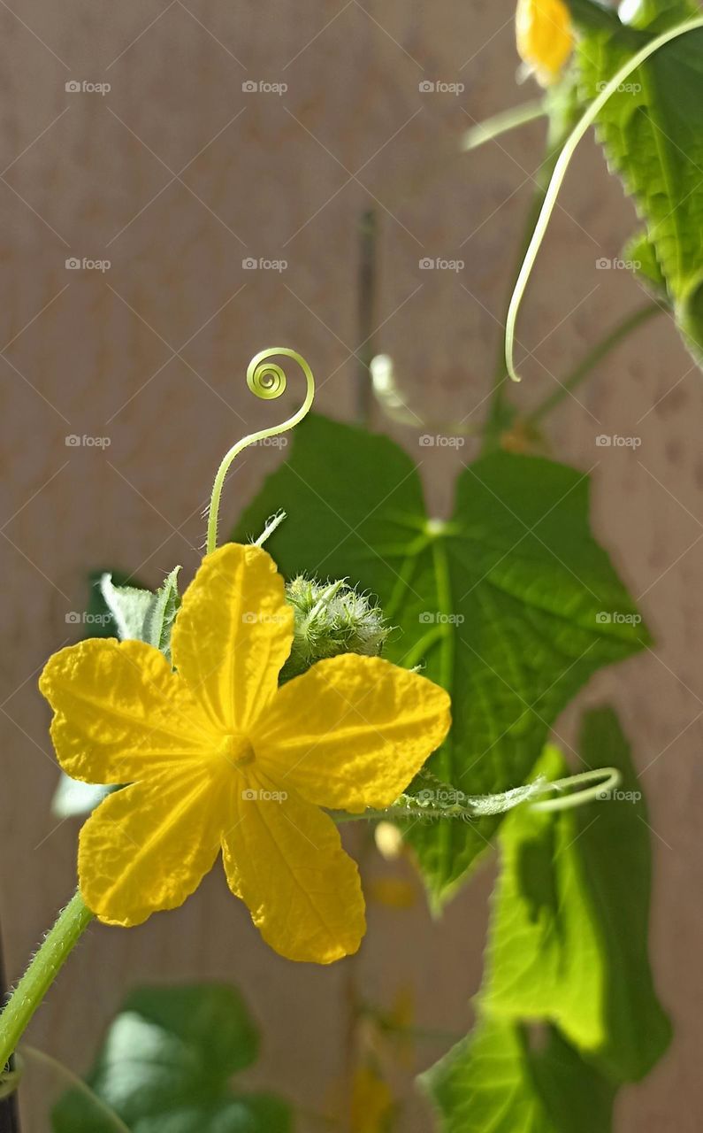 cucumber 🥒 flower home gardening, love earth 🌎