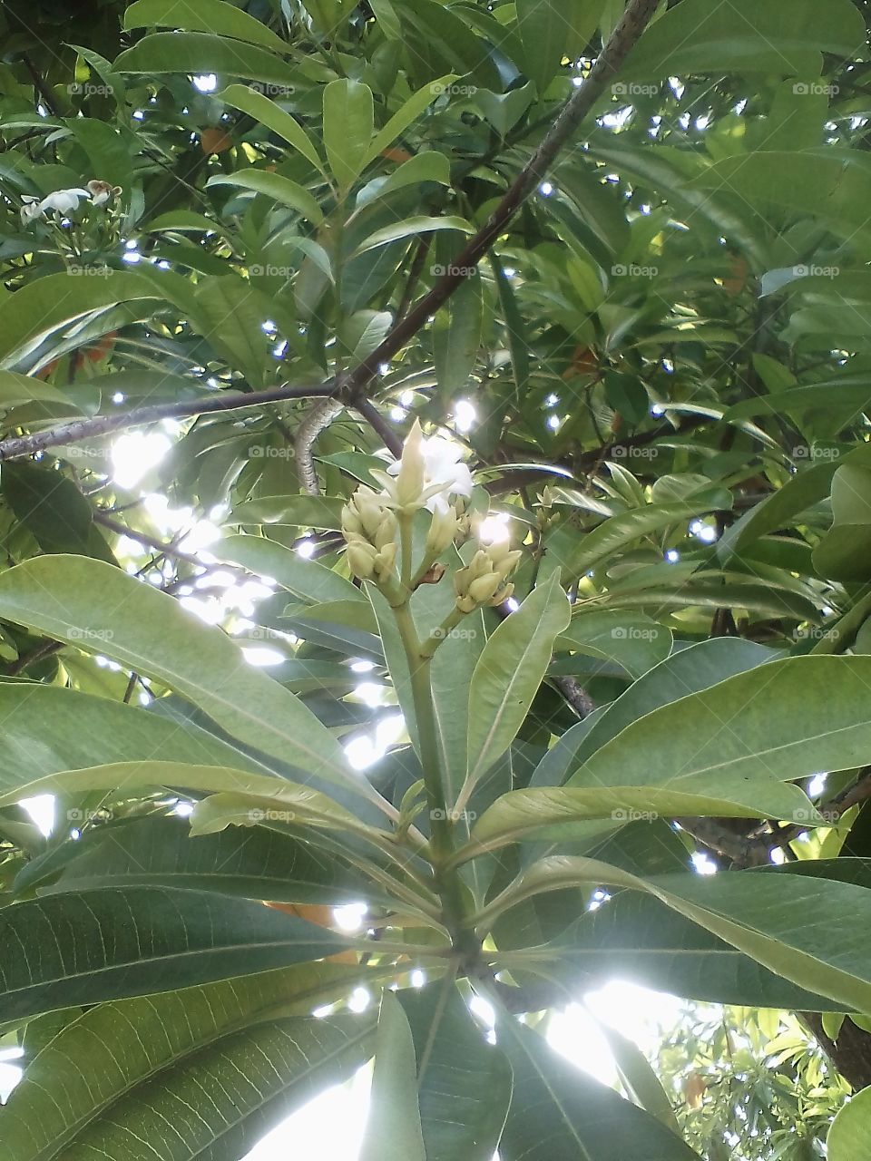 Cerbera ordolla tree and lush flowers and leaves