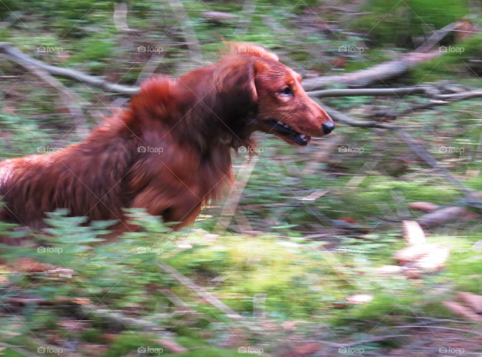 Fast dog