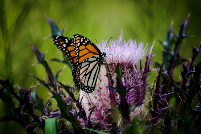 little buttery thistle 
