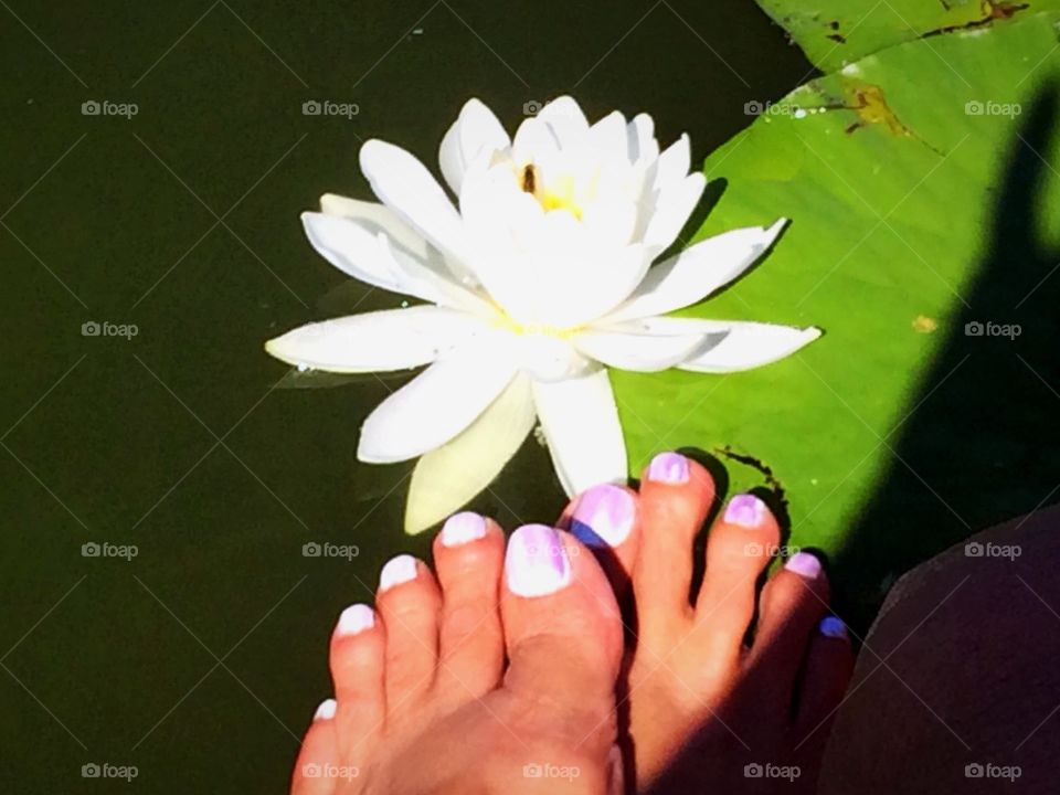 Feet on lily pads
