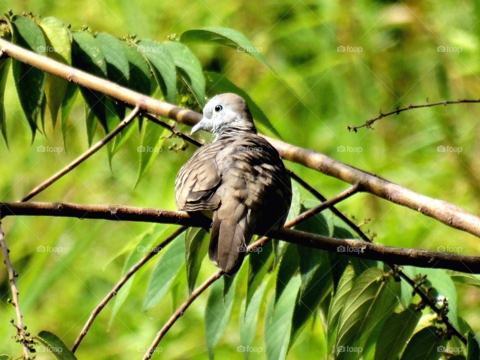 A dove on a branch