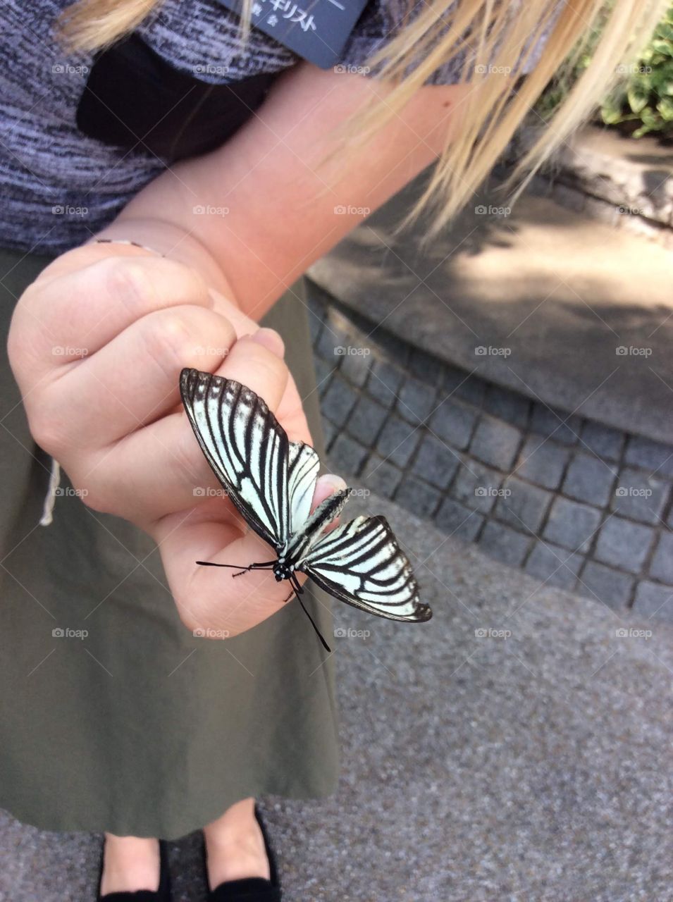 A little butterfly comes to say hello