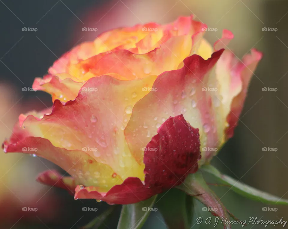 rose