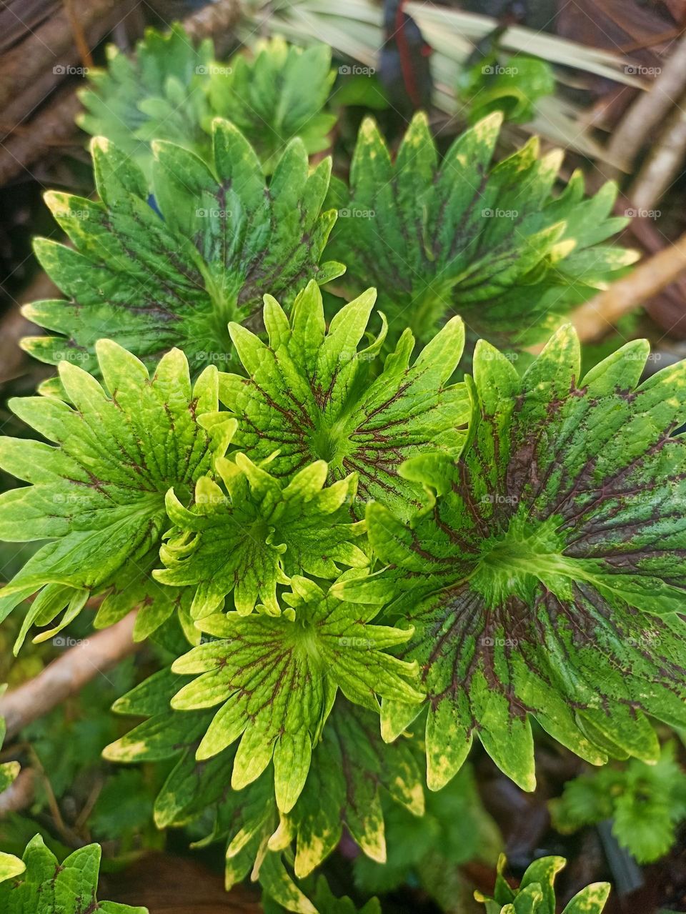 Close-up view of a green plant with leaves that have beautiful texture and color. These leaves look healthy and lush