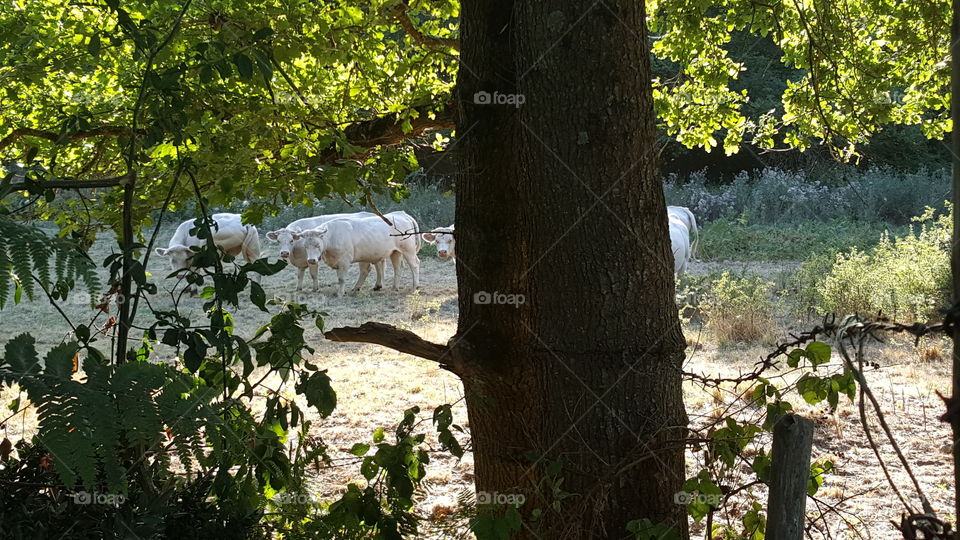 Tree, No Person, Wood, Nature, Outdoors