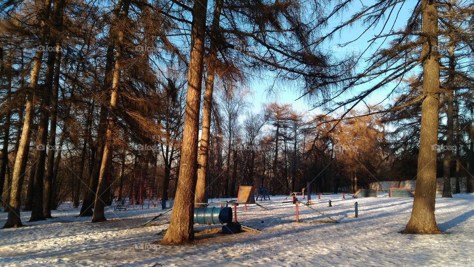 Dog's playground in the park
