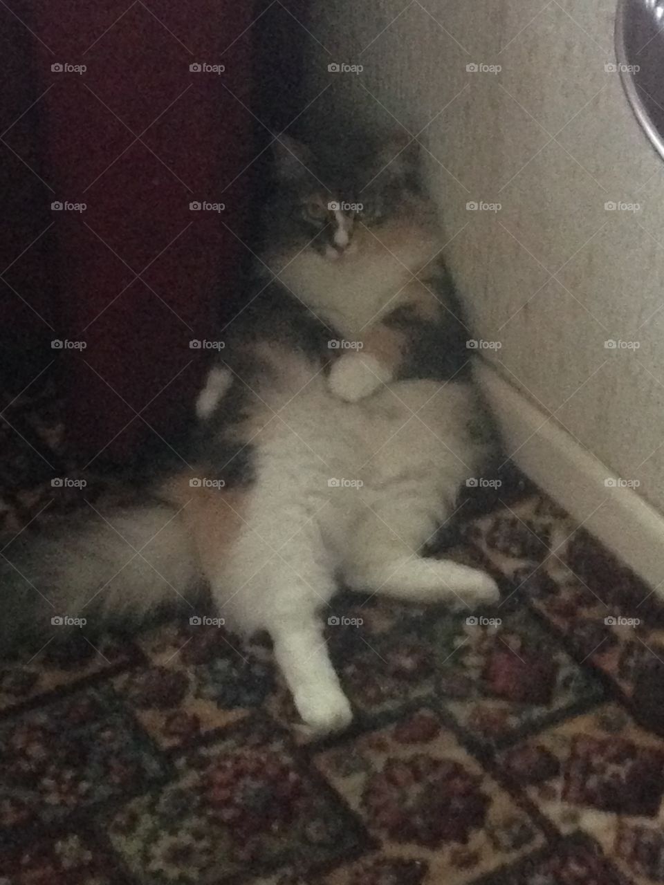 Misty (a very furry kitty) sitting up in her relaxed Buddha pose