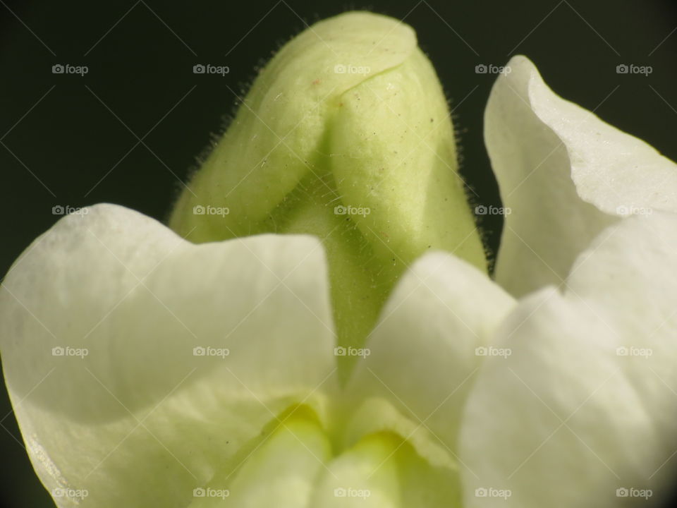 Flower close-up