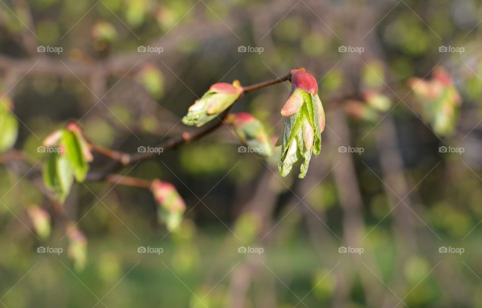 young green leaf branch tree spring time