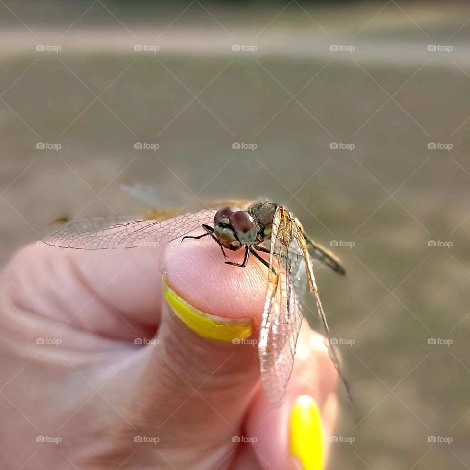 dragonfly on a female hand close up mobile photography