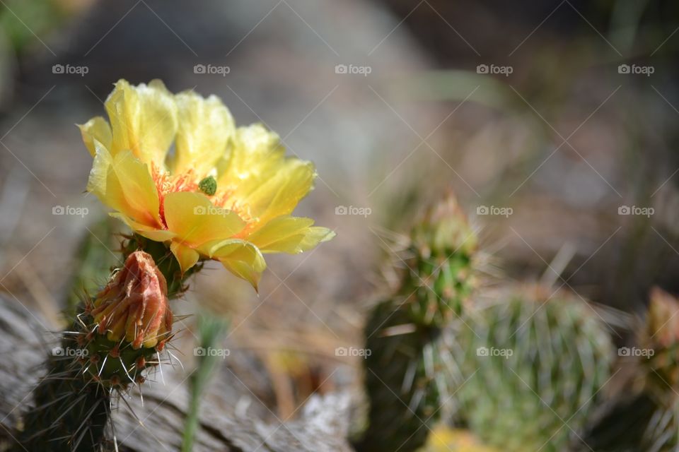 Flower. Yellow flower and cacti at a park