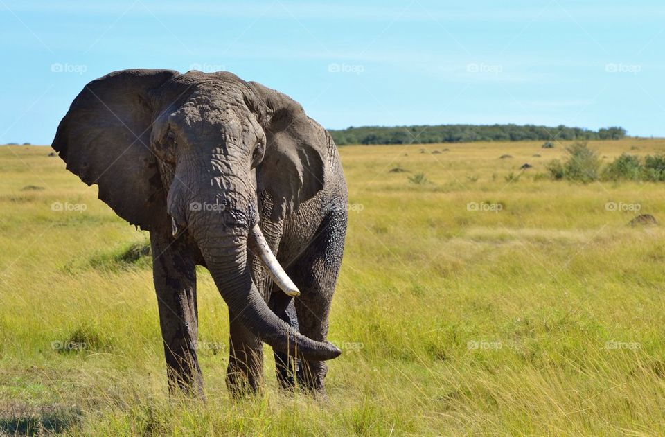 African Elephant