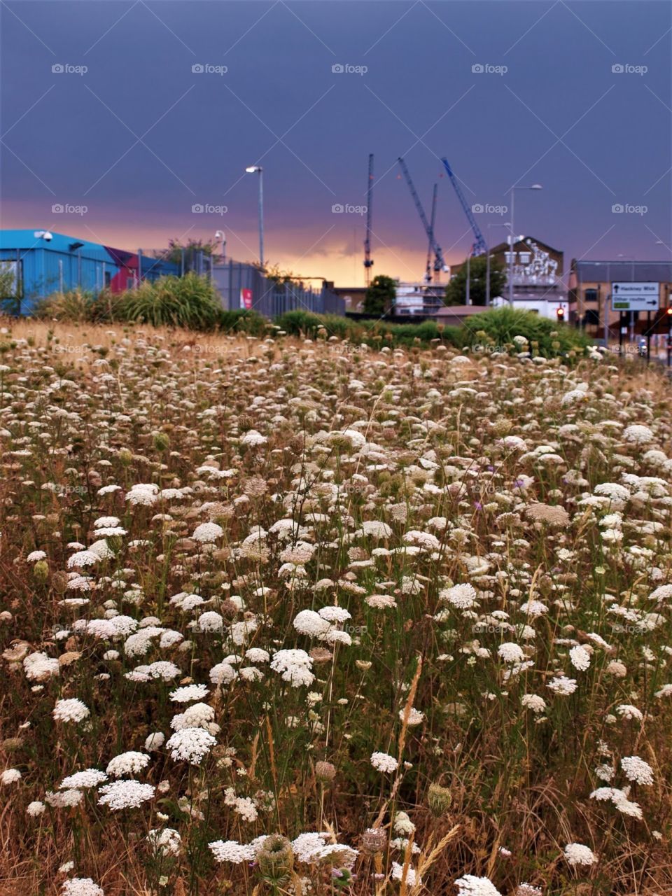 Purple storm clouds frame the sunset over wildflower meadows in Hackney Wick 