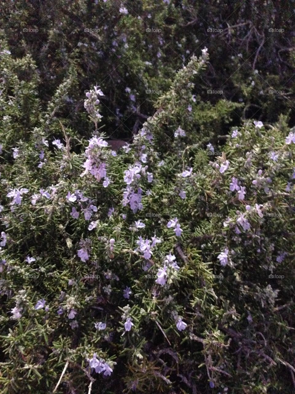 Light purple flowers with some green on a Bush