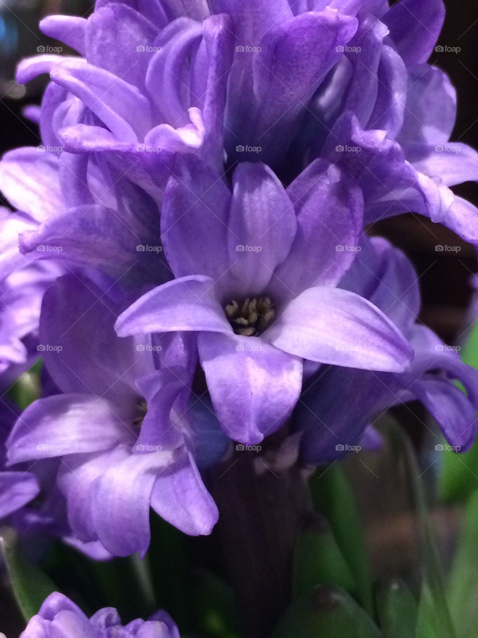 Purple hyacinth flower