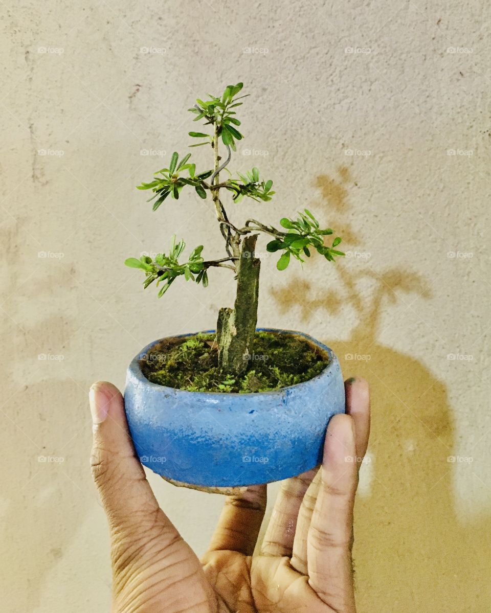 mini bonsai japan traditional 