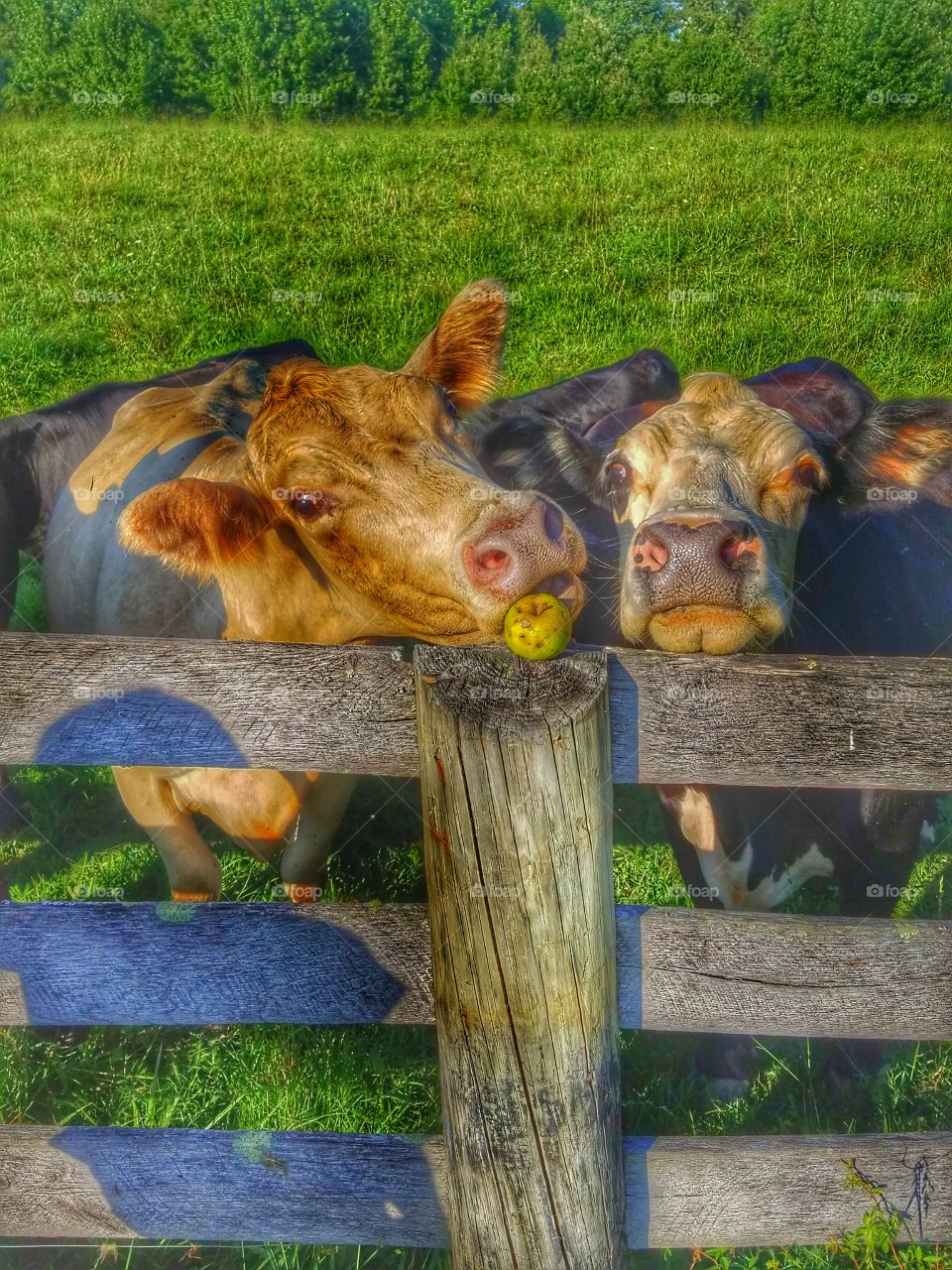 Cows eating green apple