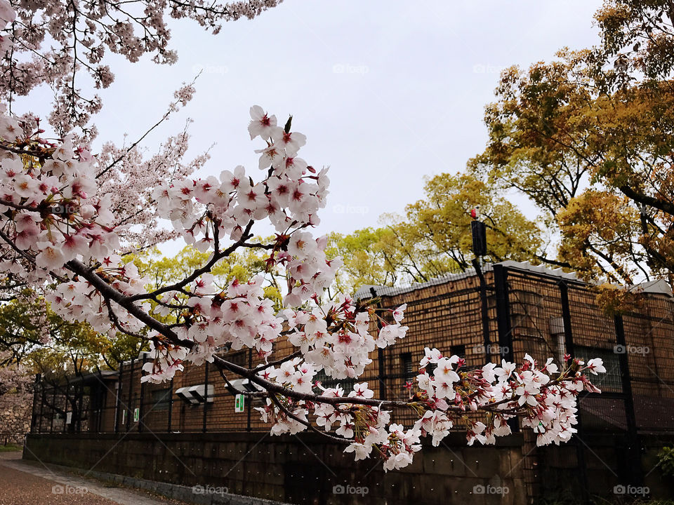 Sakura Cherry Blossom in Osaka Japan 