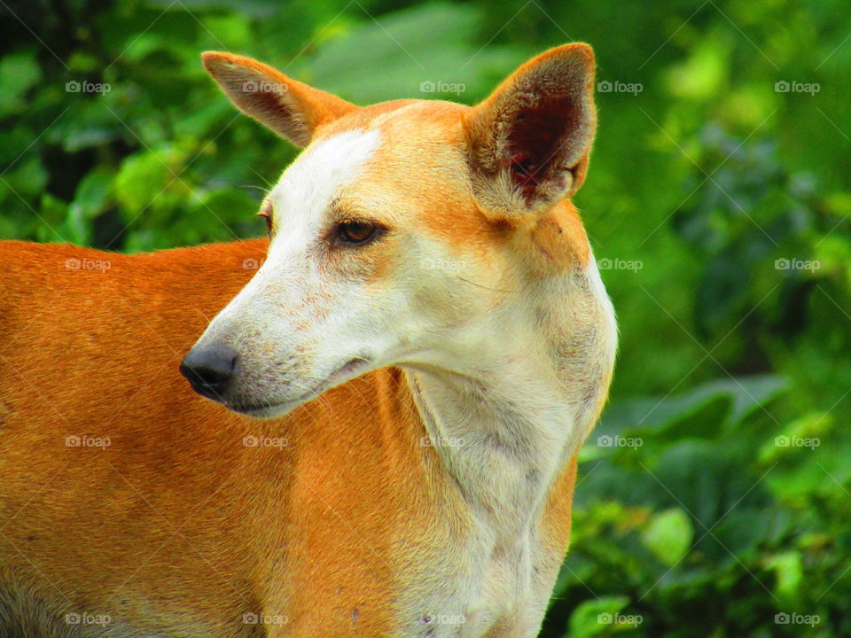 cute street dog in india with beautiful green background